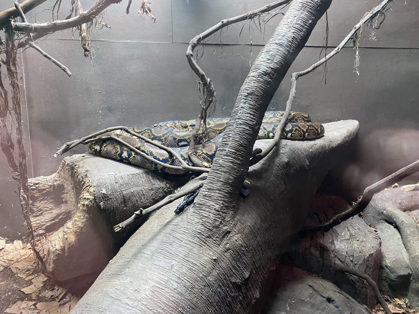 Crocodile Swamp - Reticulated python 240222