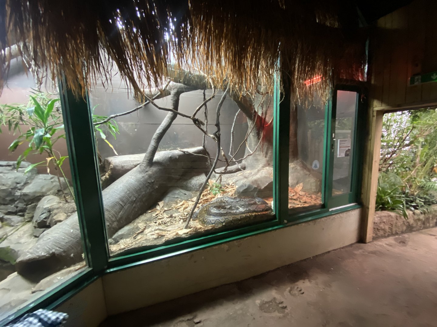 Crocodile Swamp - Reticulated python exhibit 140225