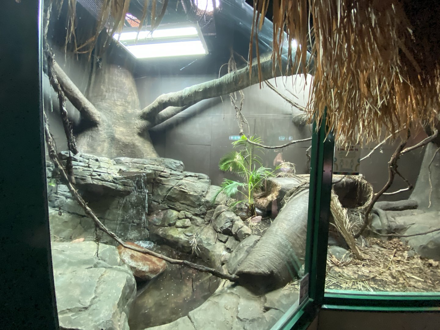 Crocodile Swamp - Reticulated python exhibit 181020