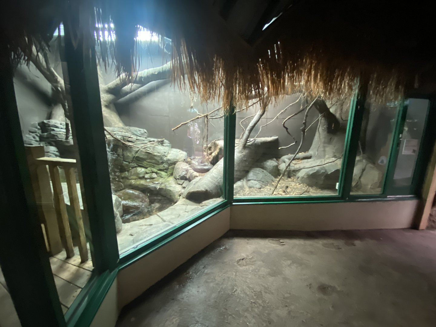 Crocodile Swamp - Reticulated python exhibit 201121