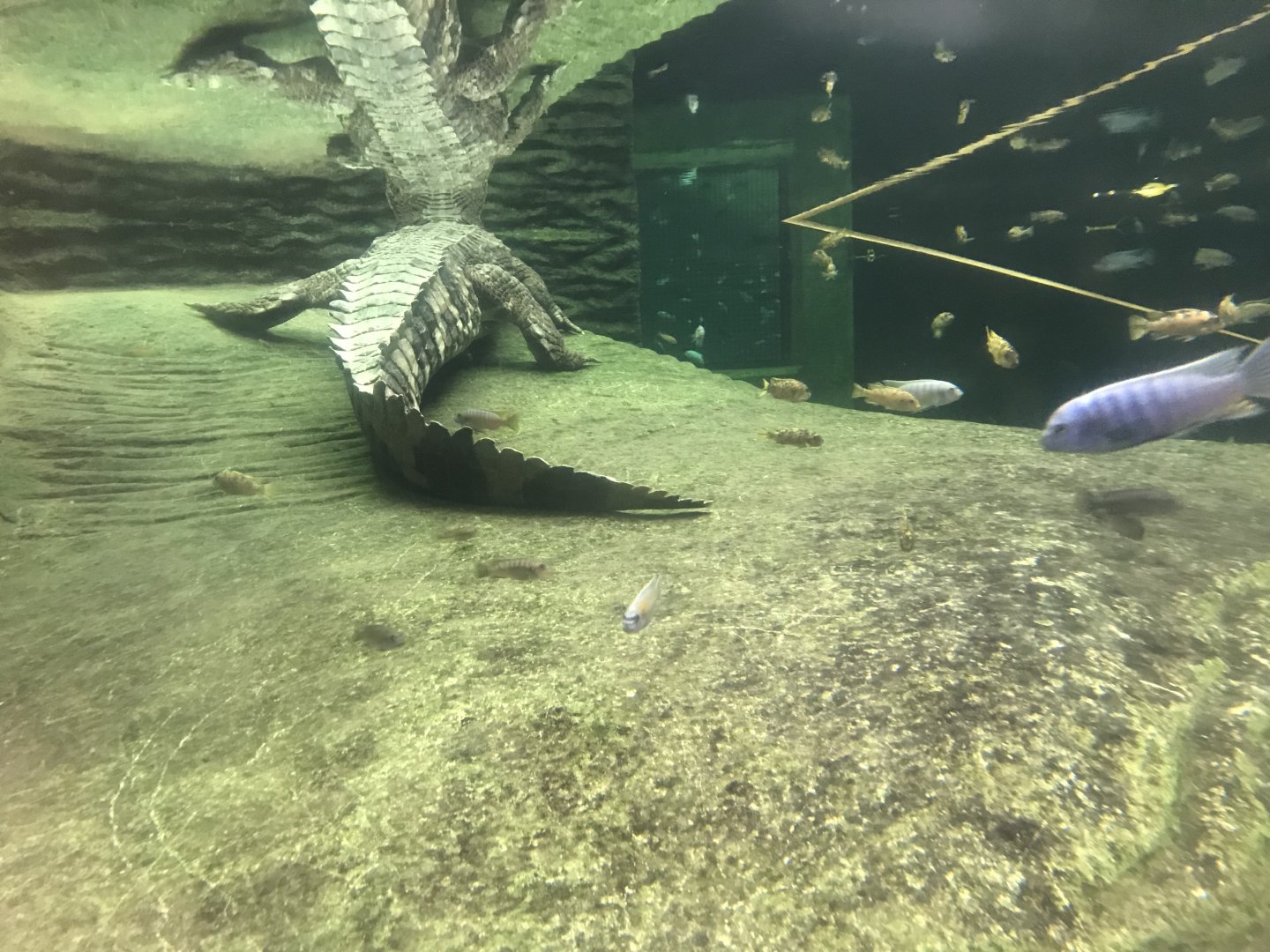 Crocodile Swamp - Saltwater crocodile 050119