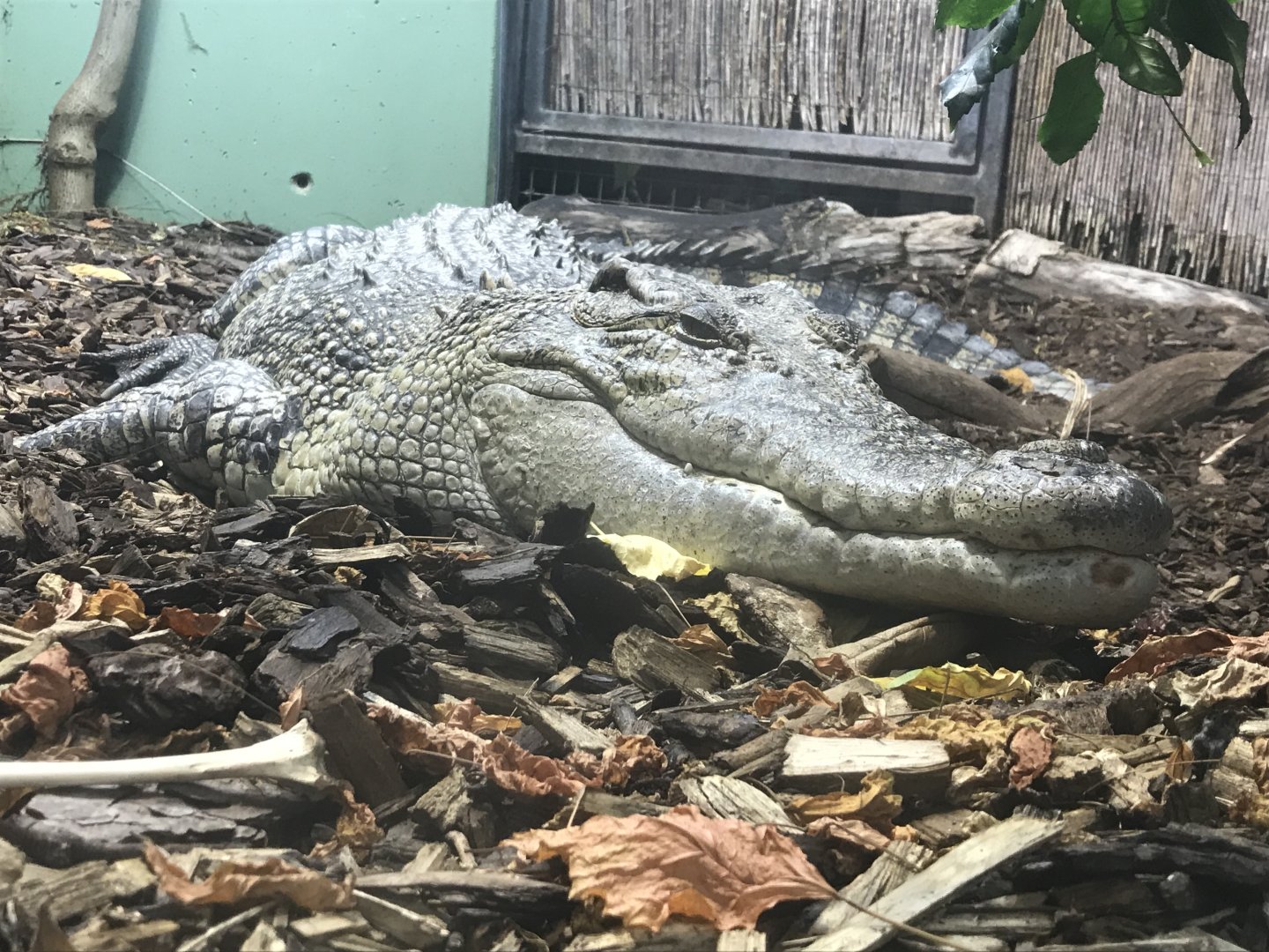 Crocodile Swamp - Saltwater crocodile 050119