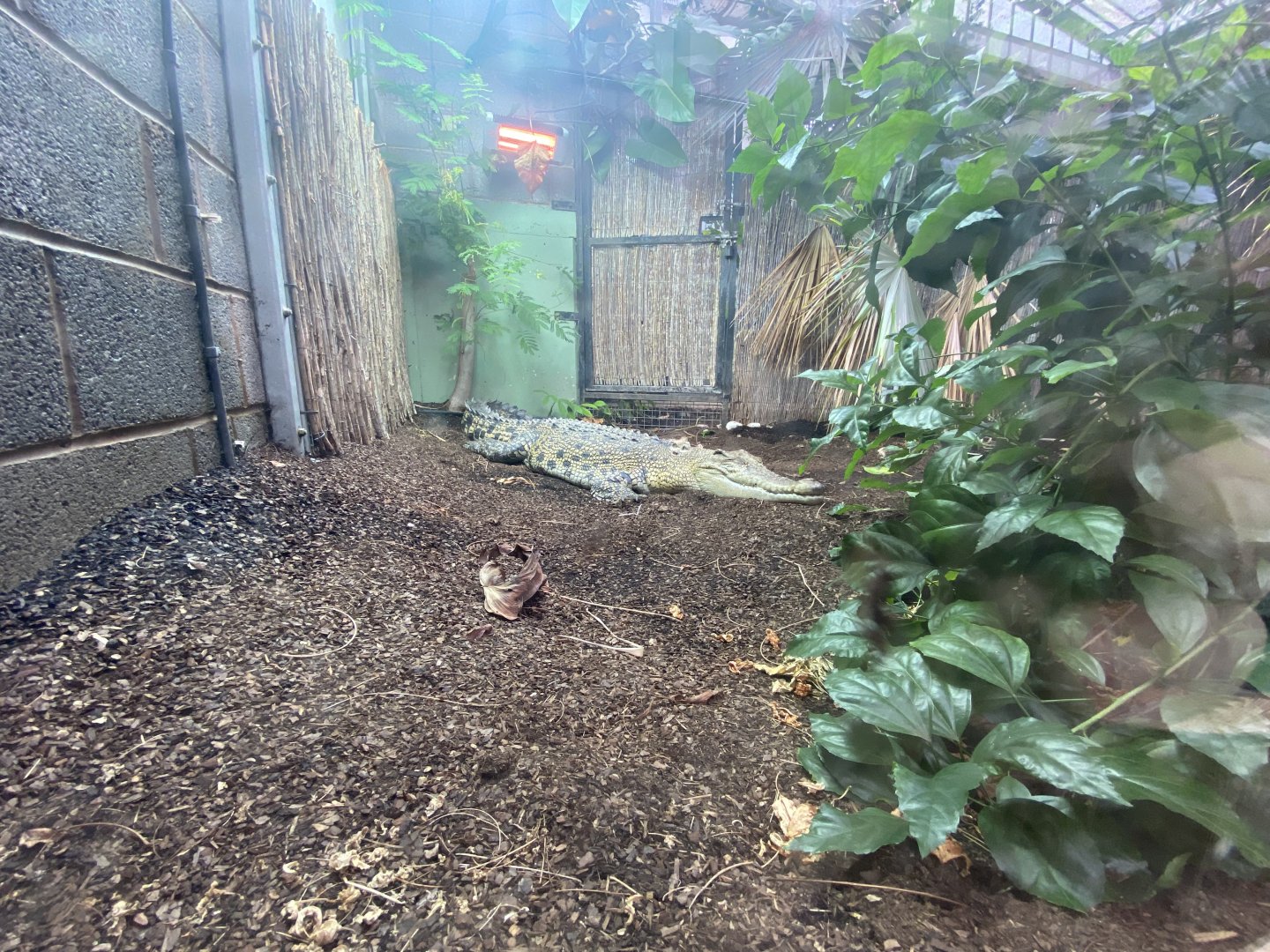 Crocodile Swamp - Saltwater crocodile 201121