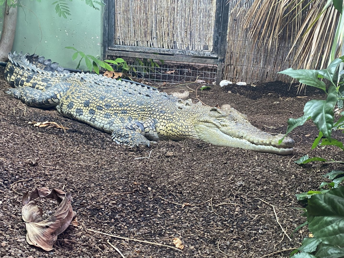 Crocodile Swamp - Saltwater crocodile 201121