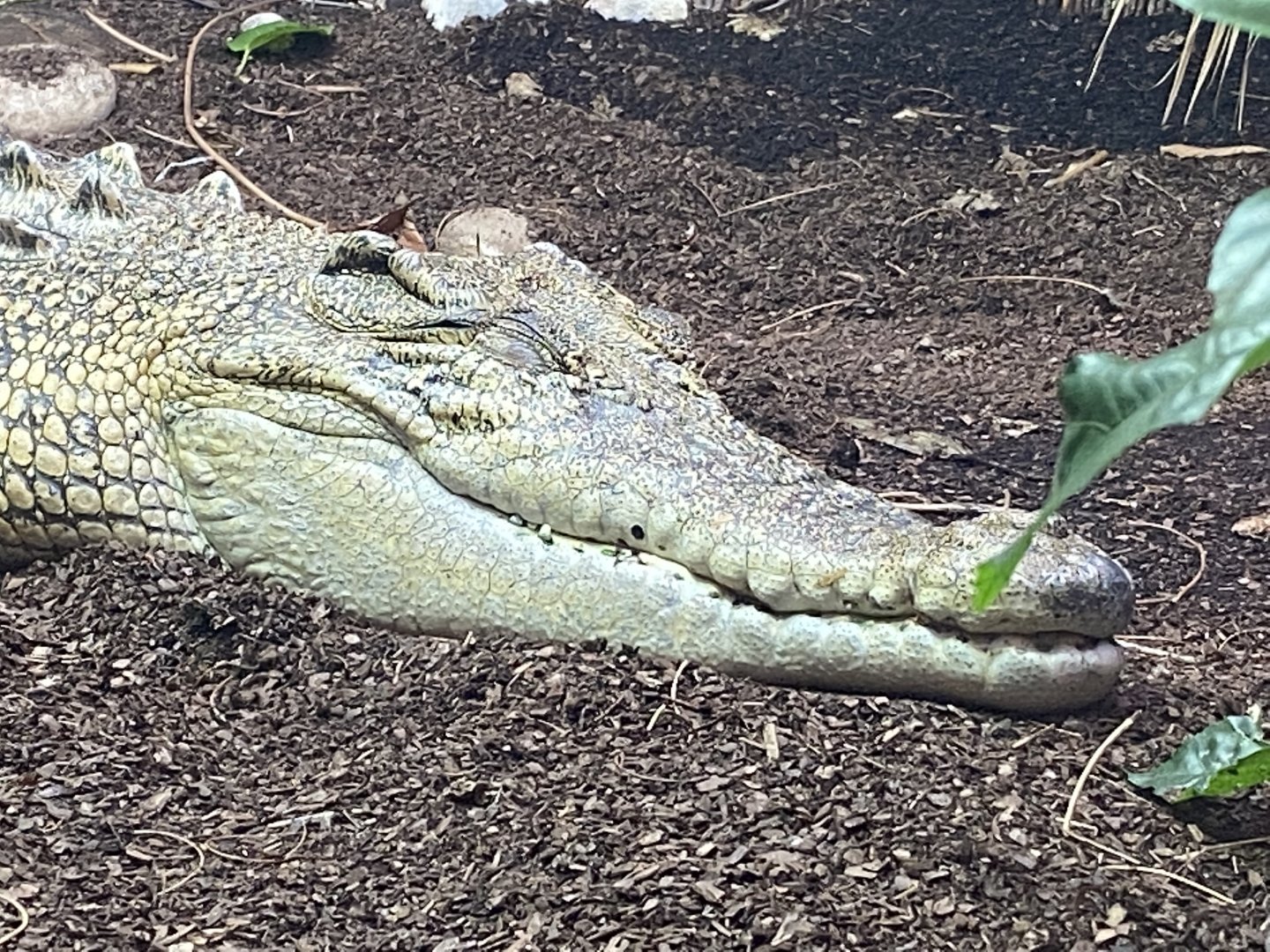 Crocodile Swamp - Saltwater crocodile 201121