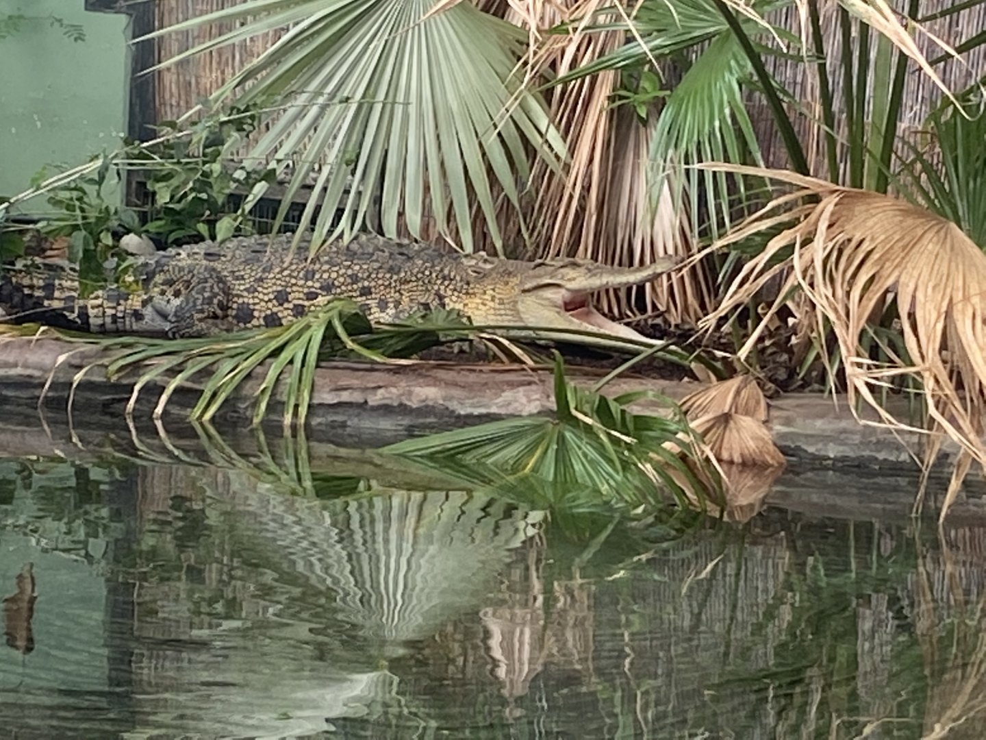 Crocodile Swamp - Saltwater crocodile 240222