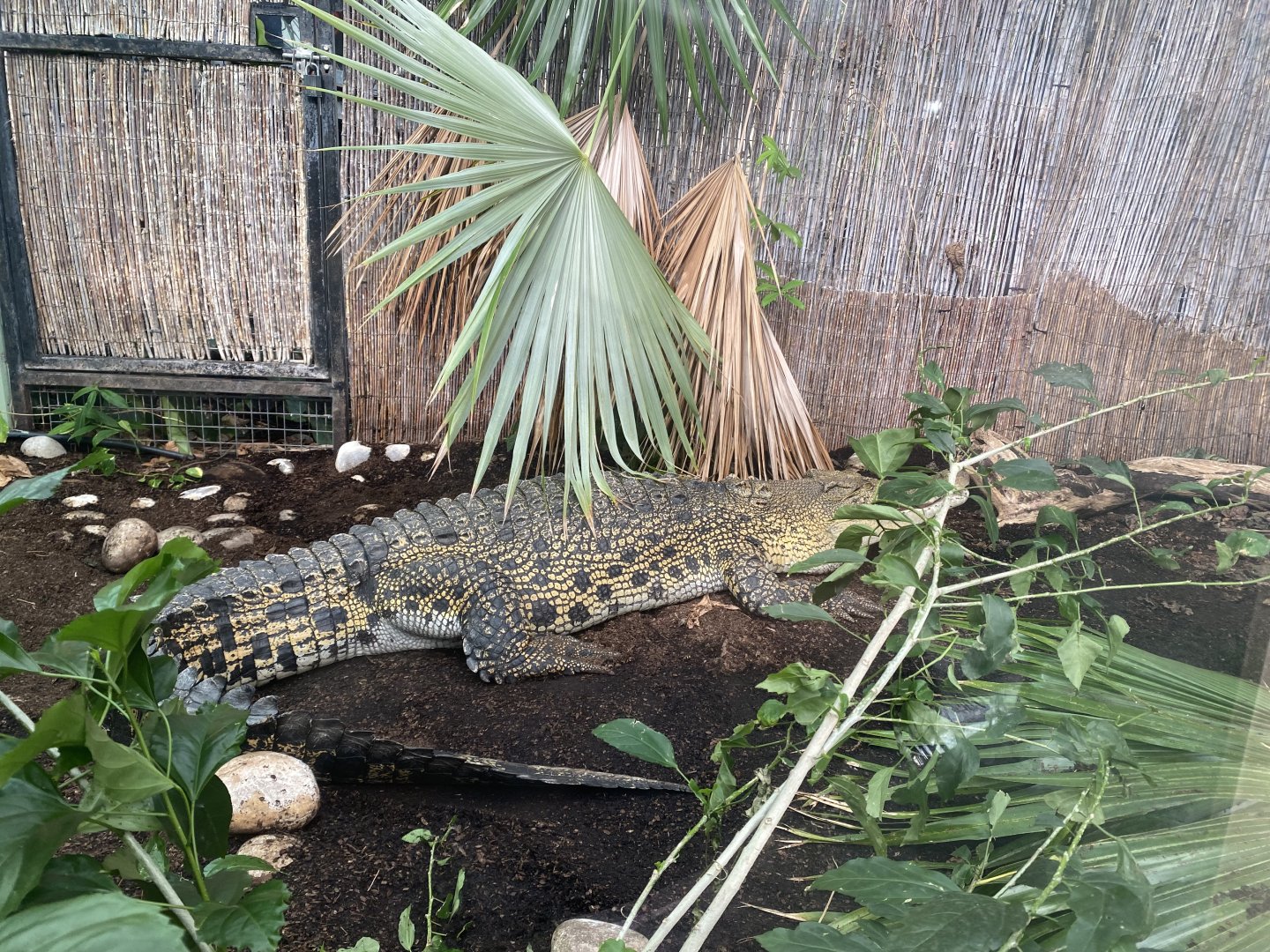 Crocodile Swamp - Saltwater crocodile 240222