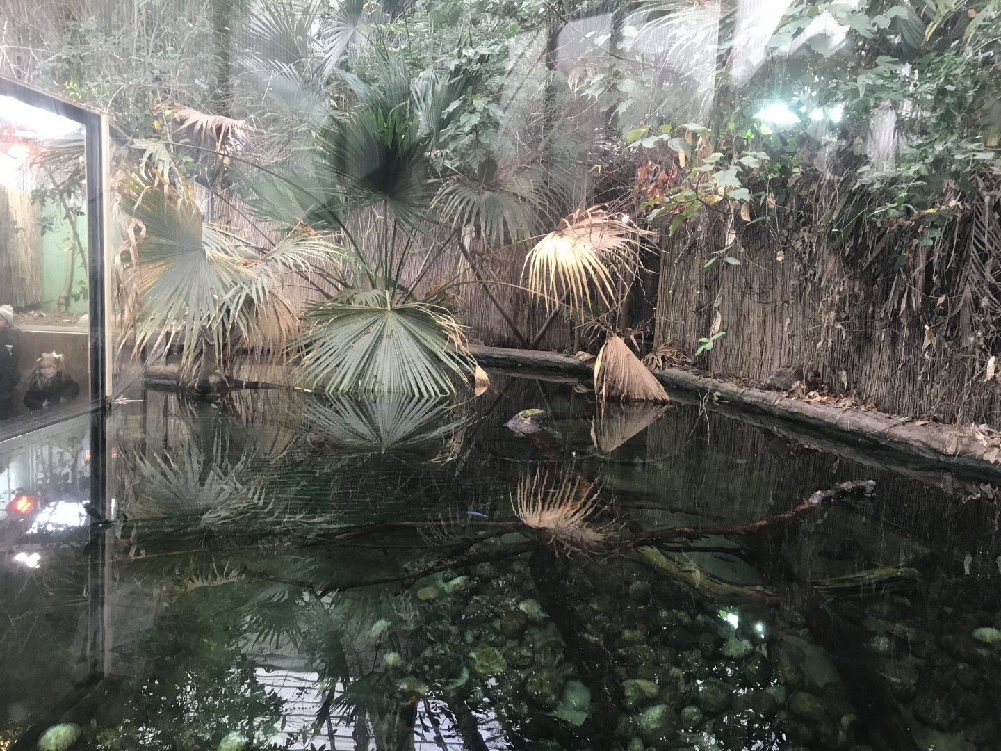 Crocodile Swamp - Saltwater Crocodile exhibit 050119