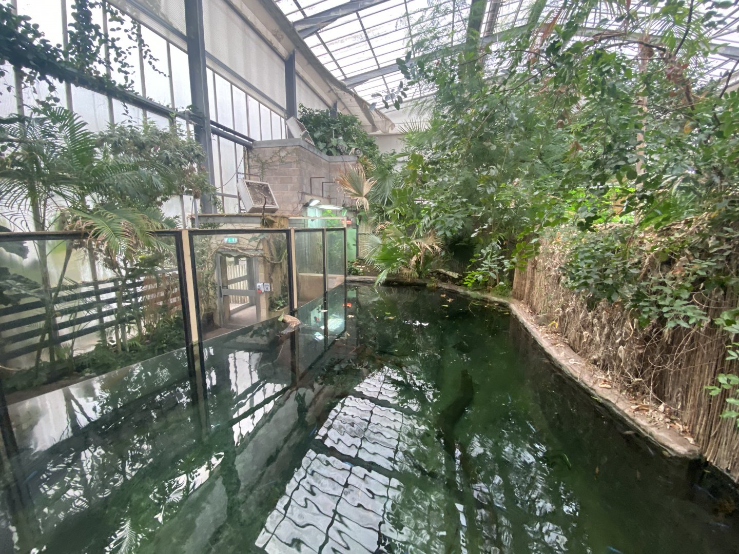 Crocodile Swamp - Saltwater crocodile exhibit 201121