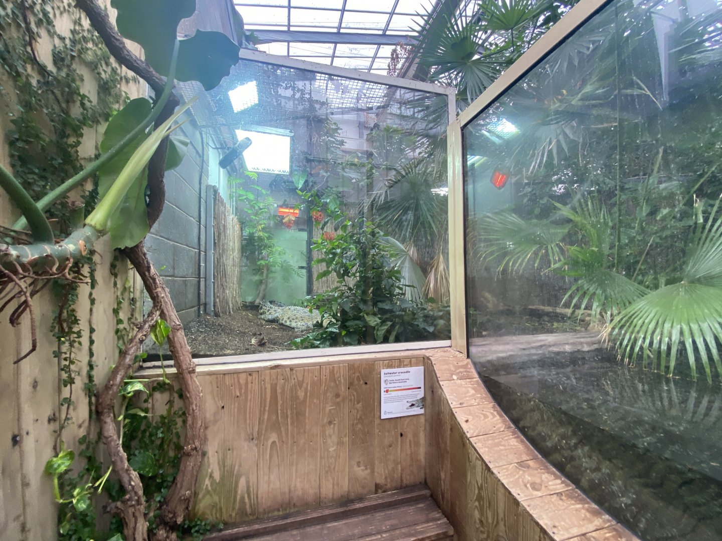 Crocodile Swamp - Saltwater crocodile exhibit 201121