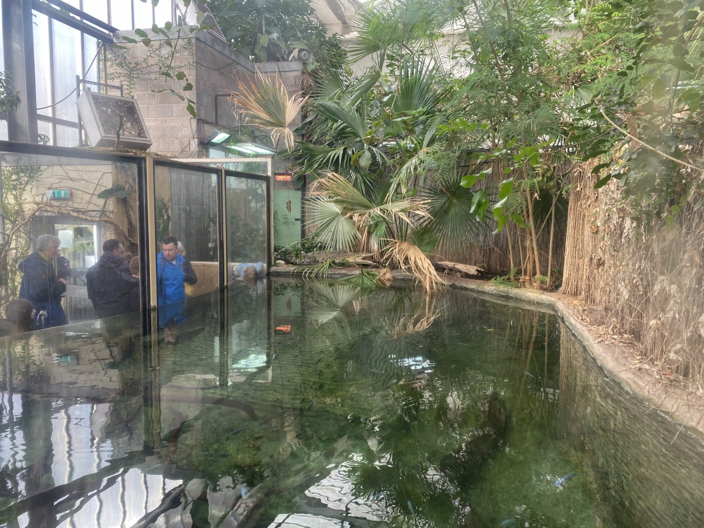 Crocodile Swamp - Saltwater crocodile exhibit 240222