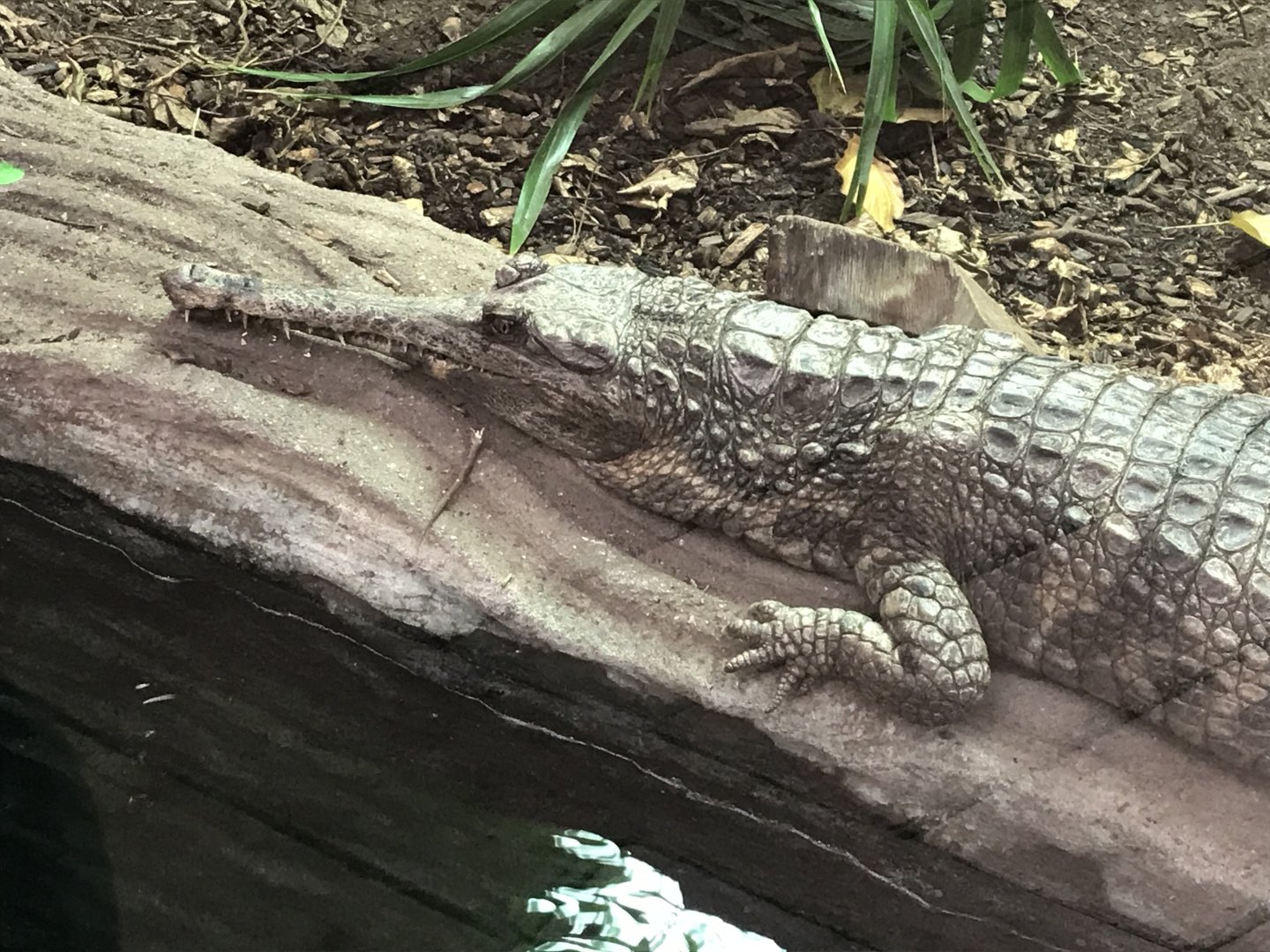 Crocodile Swamp - Sunda gharial 050119