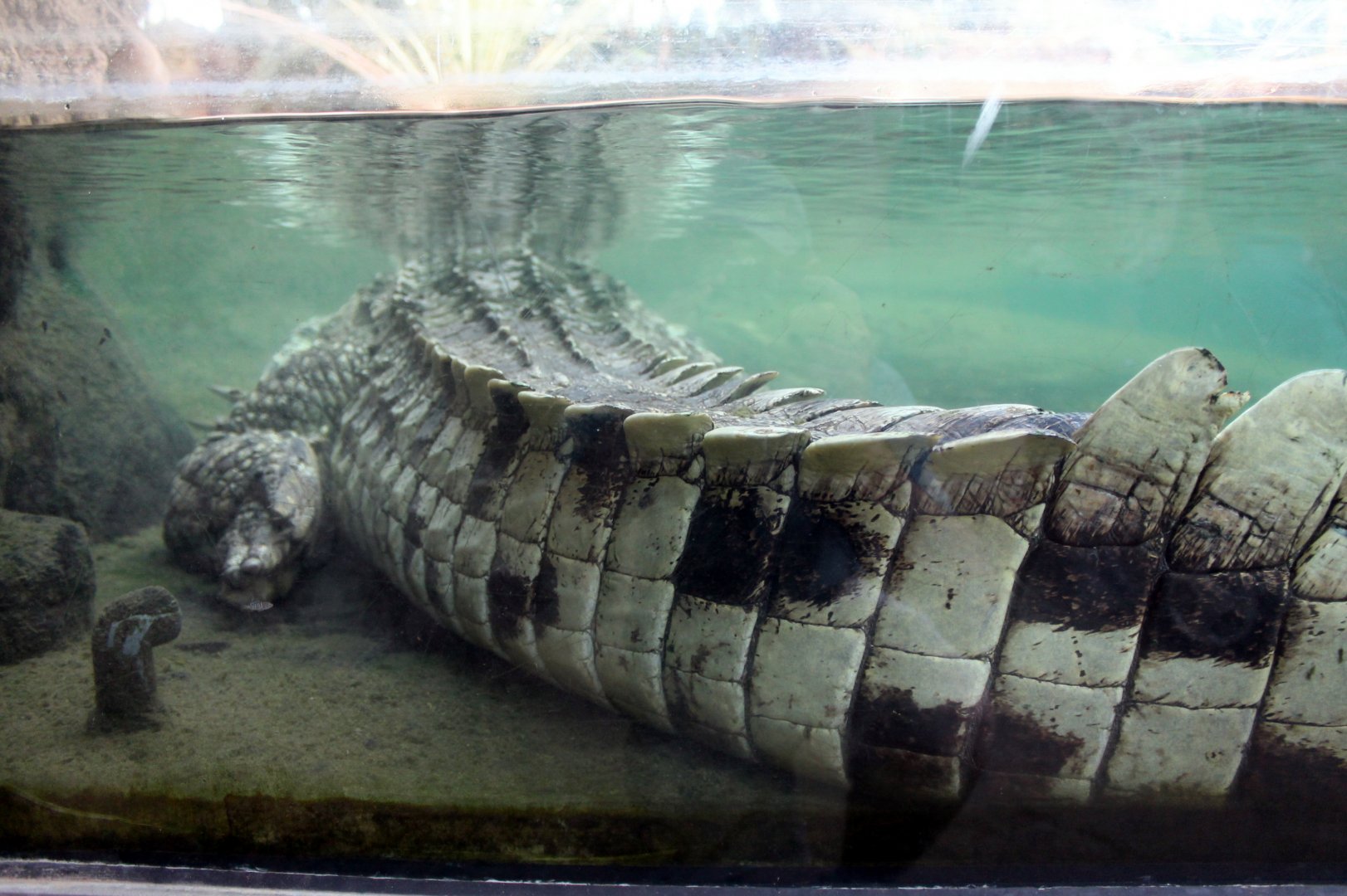 Crocodile Tail