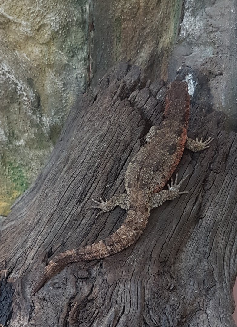 Crocodile-tailed lizard
