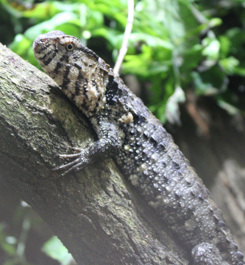 Crocodile-tailed lizard