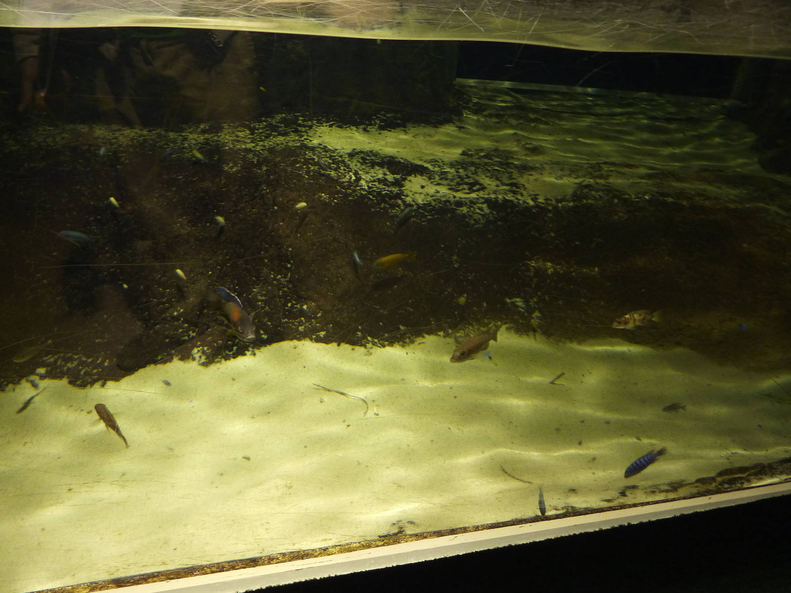 Crocodile tankmates, 10th April 2012