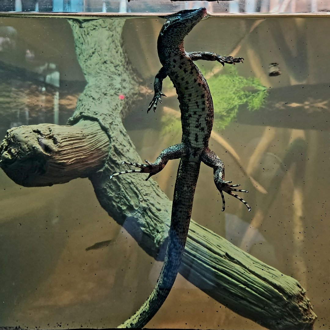 Crocodile Tegu (Crocodilurus amazonicus)