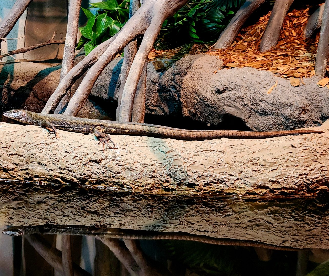 Crocodile Tegu (Crocodilurus amazonicus)