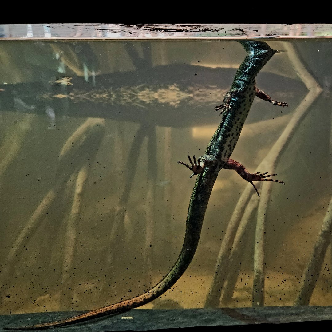 Crocodile Tegu (Crocodilurus amazonicus)