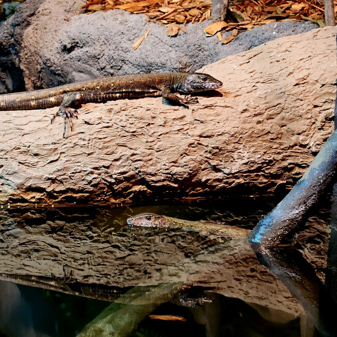Crocodile Tegus (Crocodilurus amazonicus)