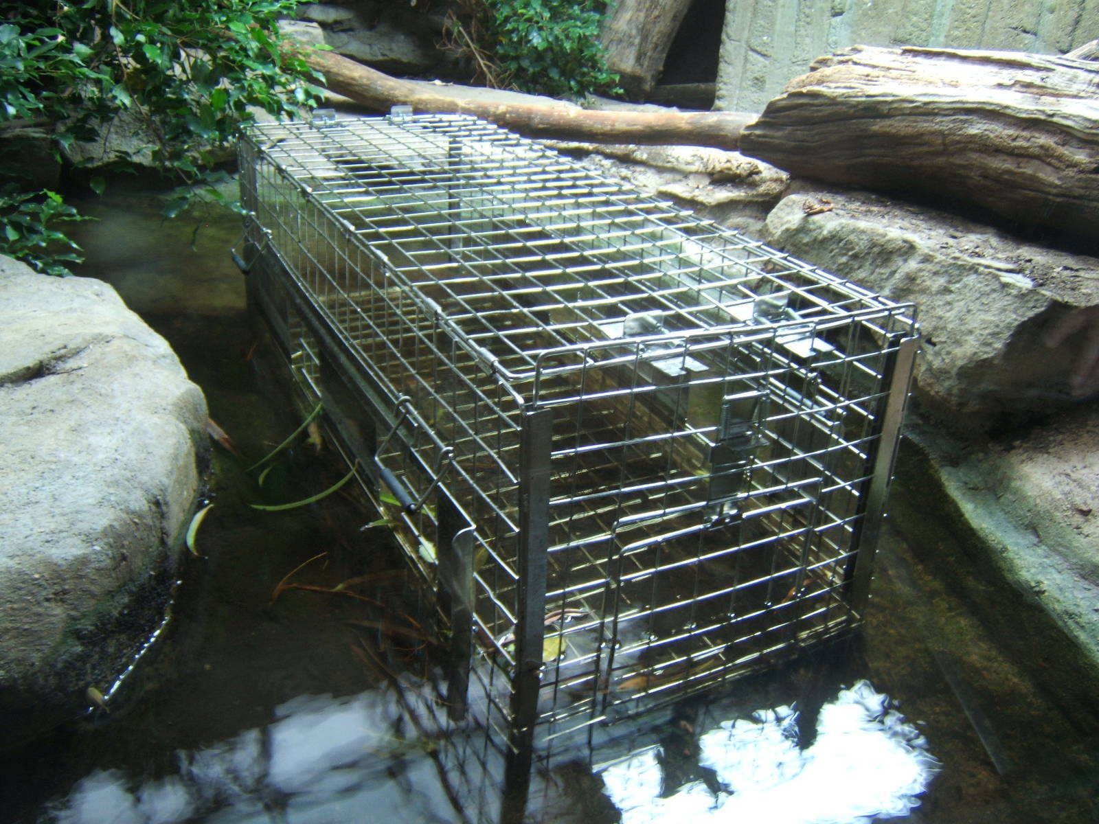 Crocodile trap cage in the exhibit for the female Philippine Croc