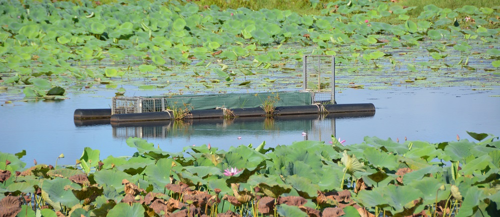 Crocodile trap. Foggs dam. NT