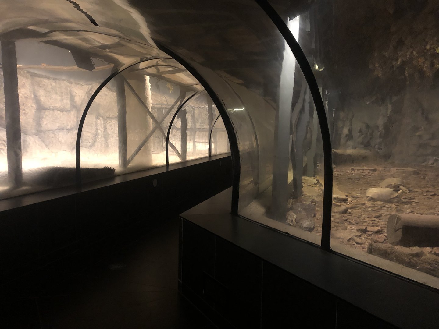 “Crocodile Tunnel” at ViaSea Aquarium