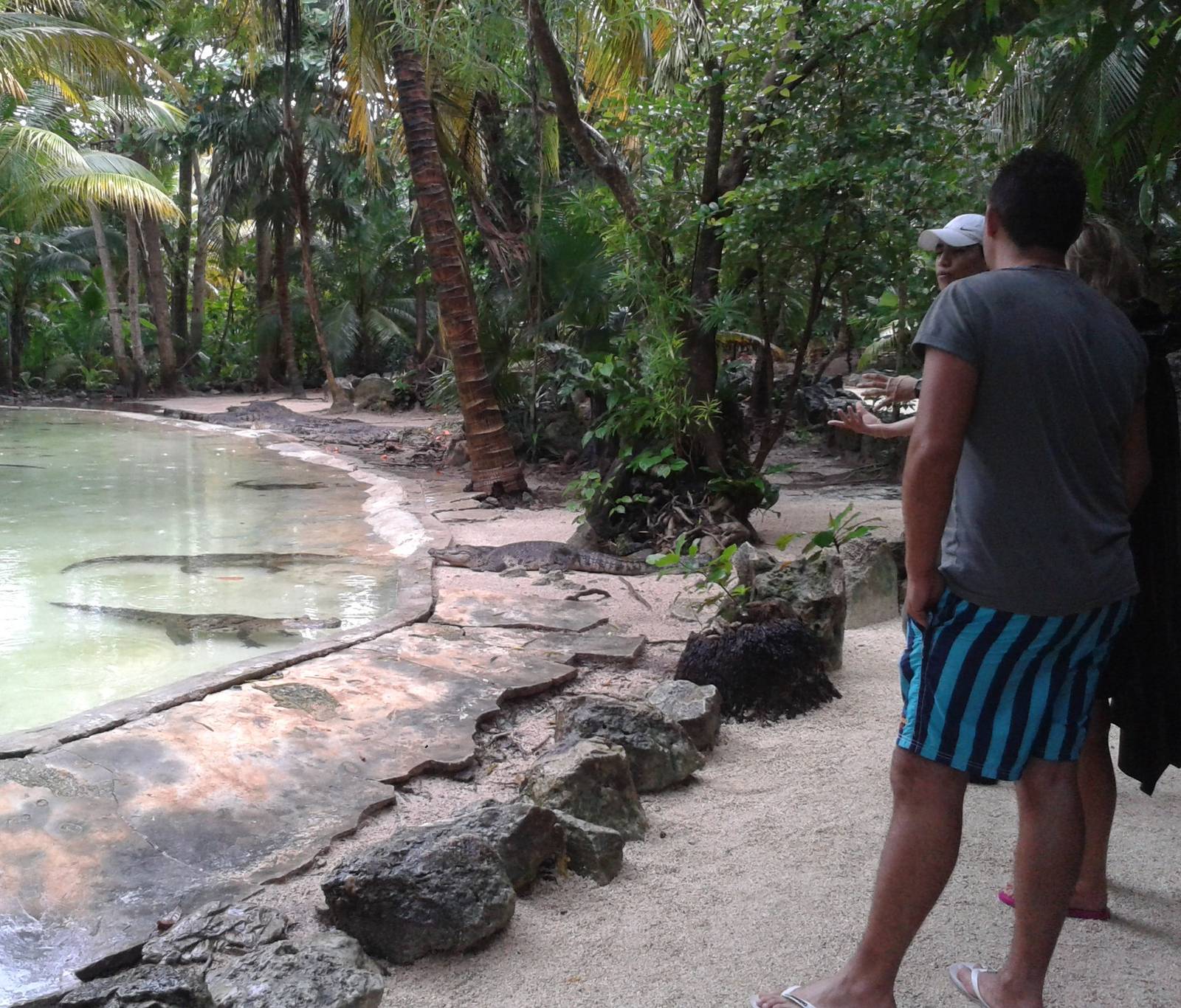 Crocodile walk through