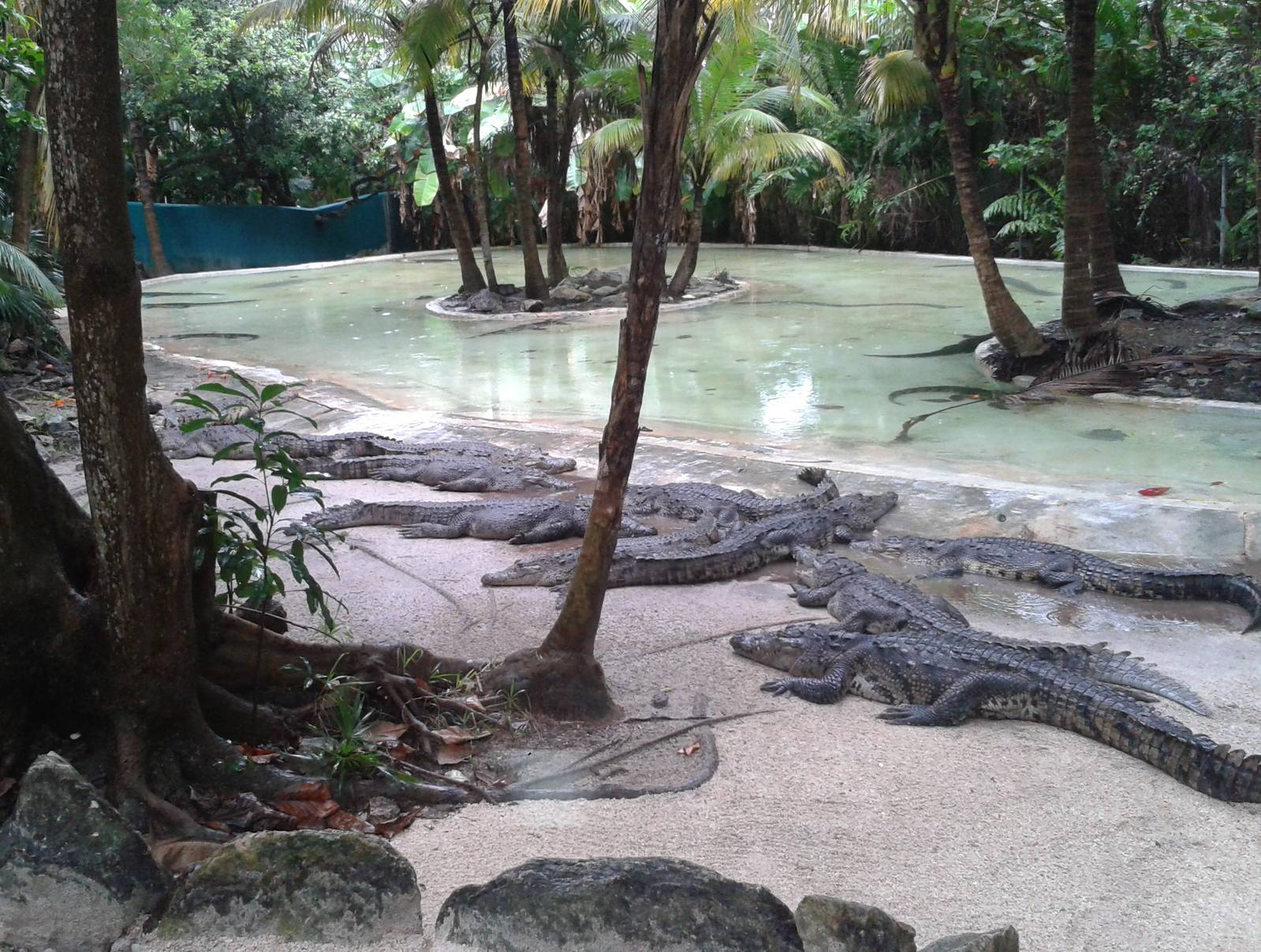 Crocodile walk through