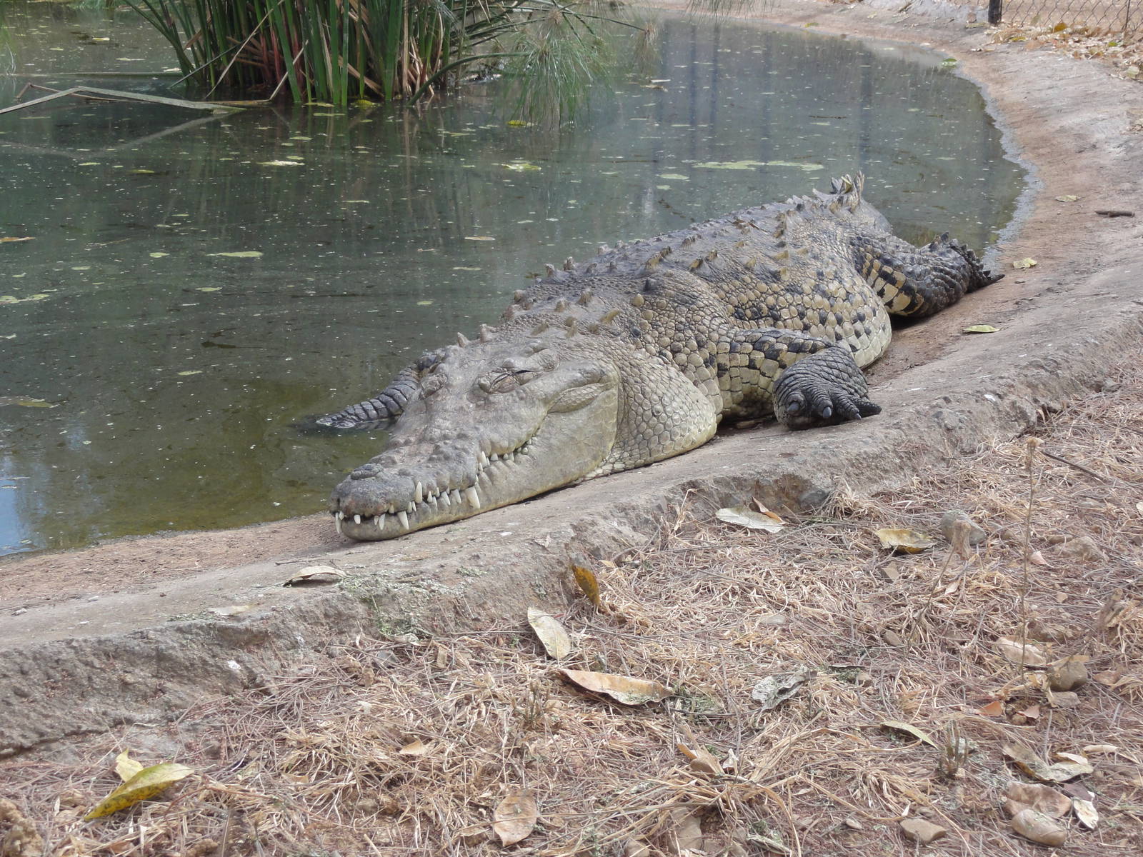 Crocodile