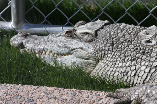 Crocodile