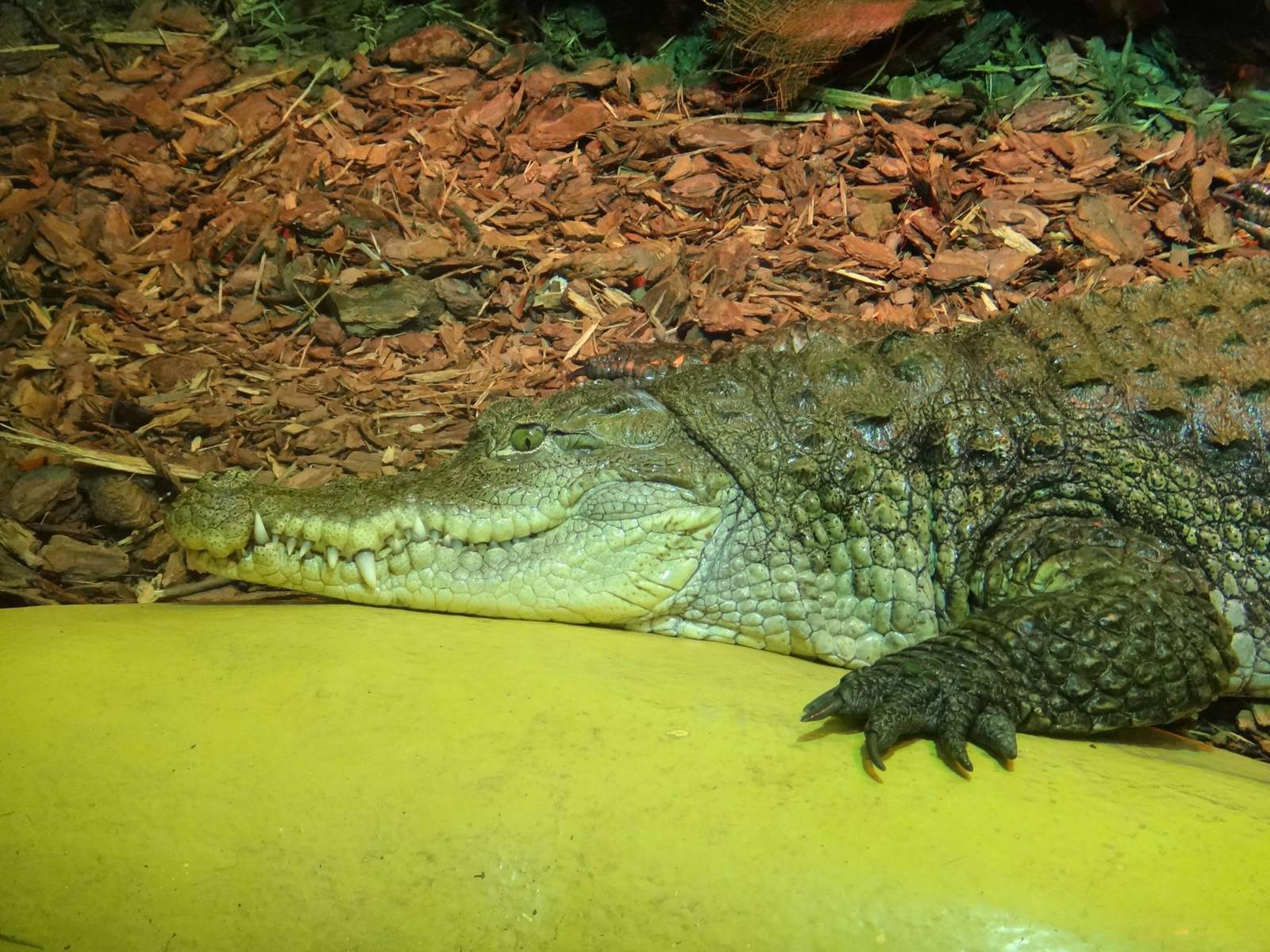 Crocodile