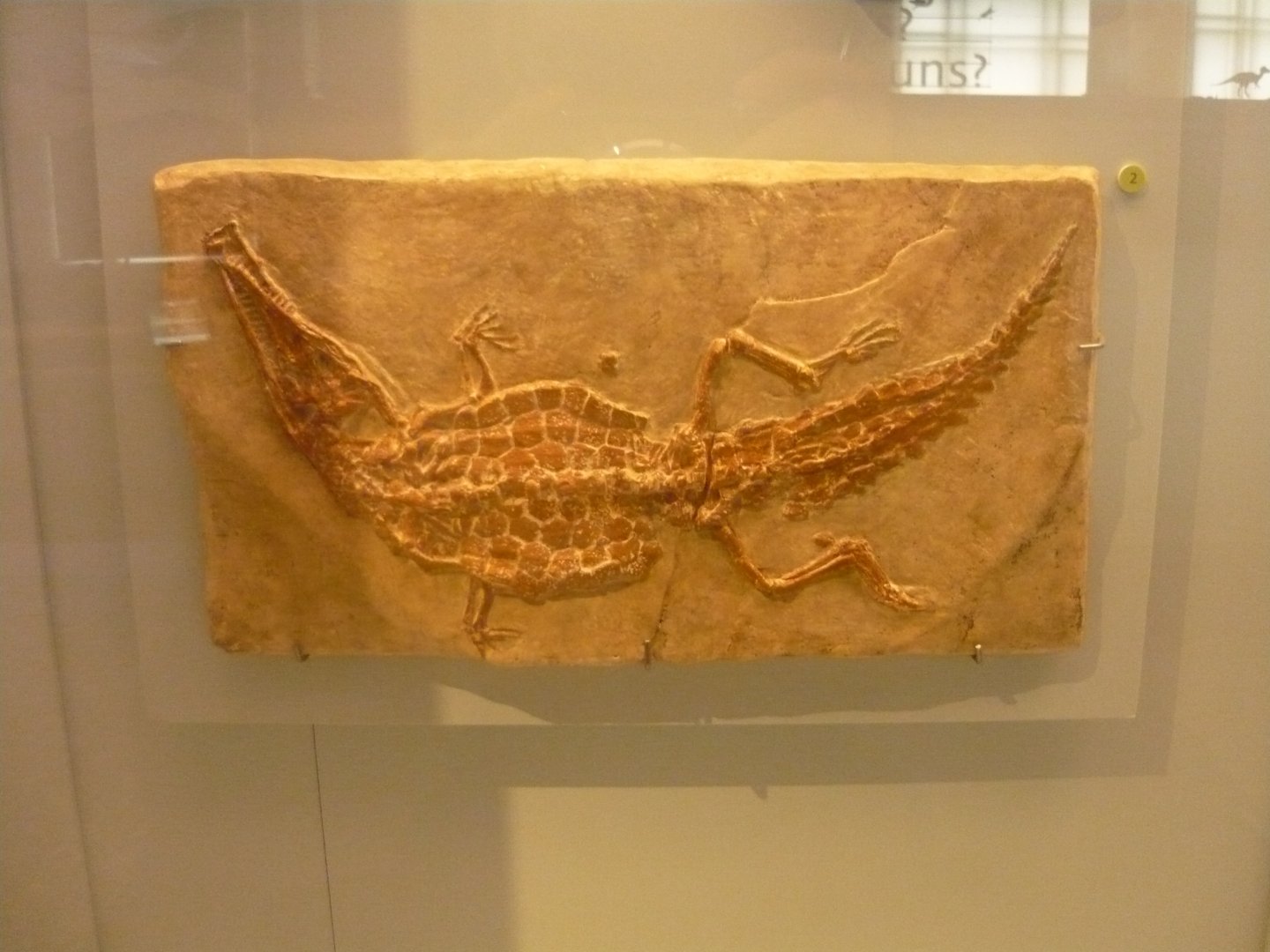 Crocodileimus robustus