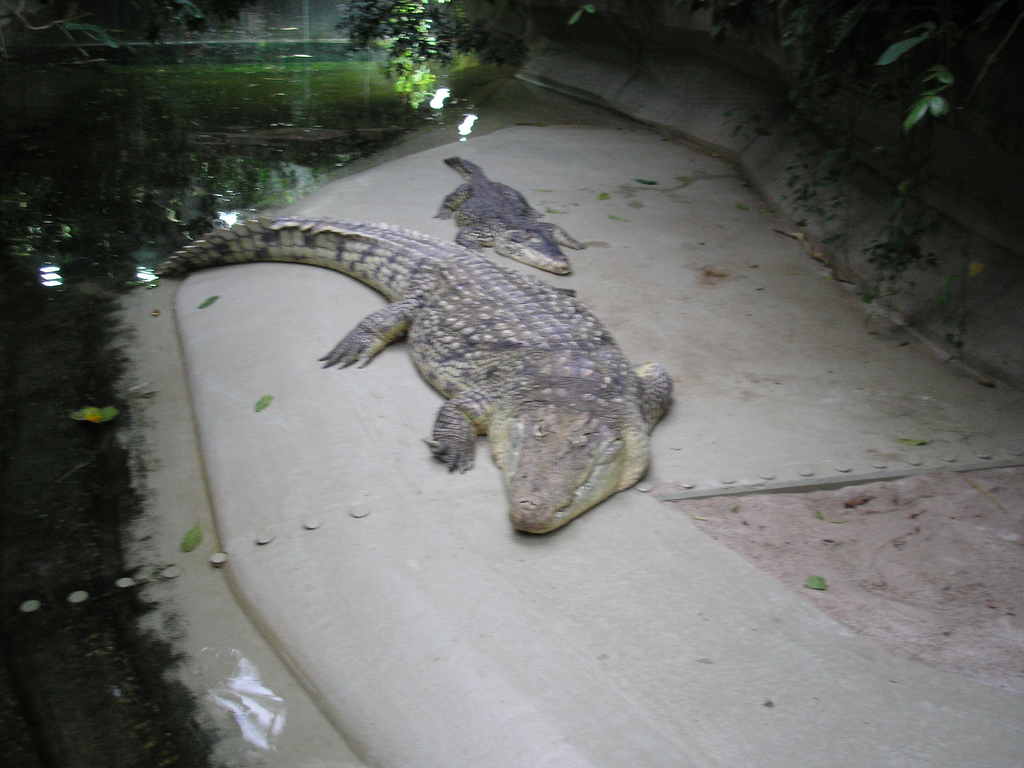 Crocodiles, Berlin Zoo, Feb 2007