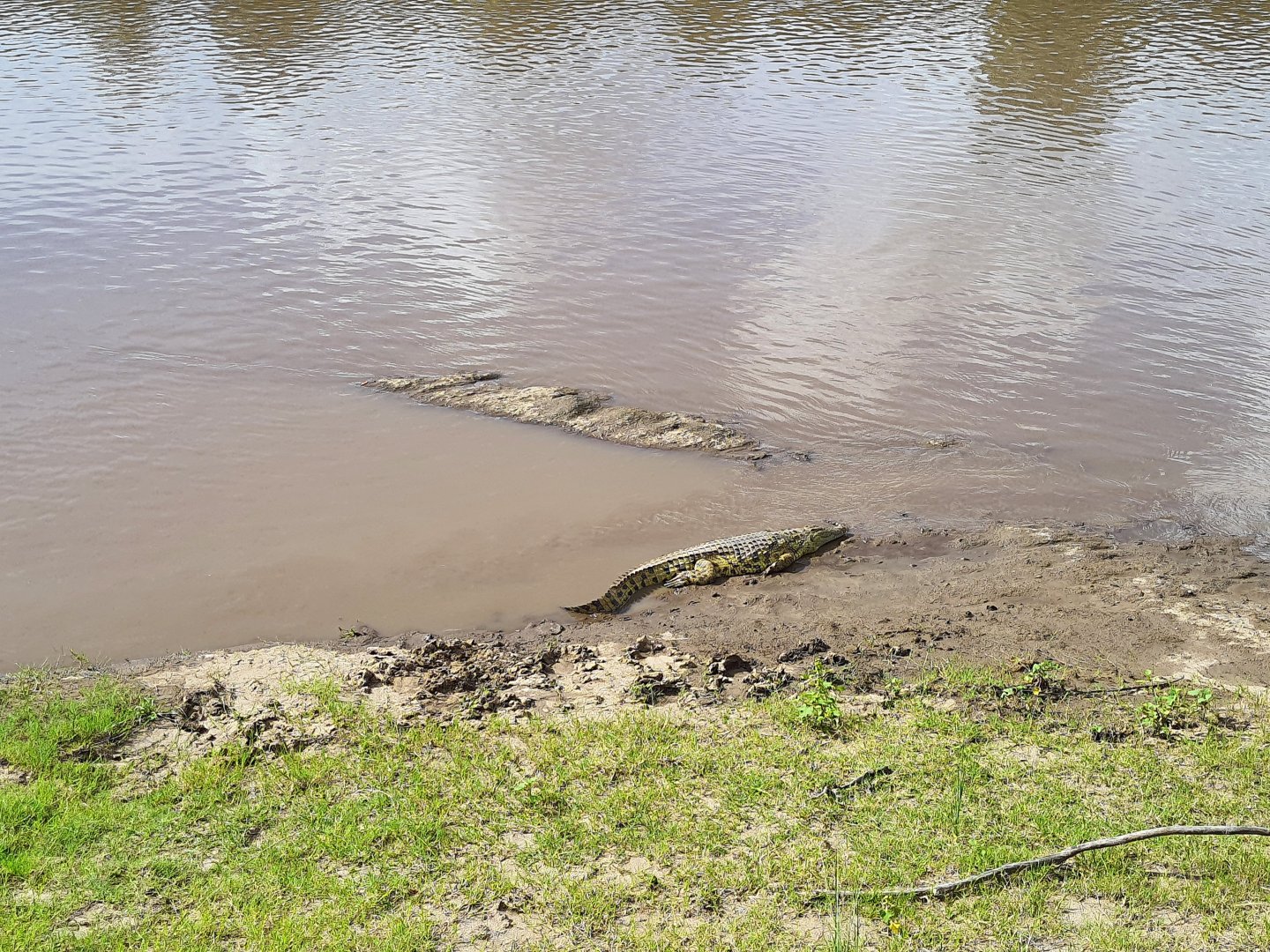 Crocodiles in Mara River