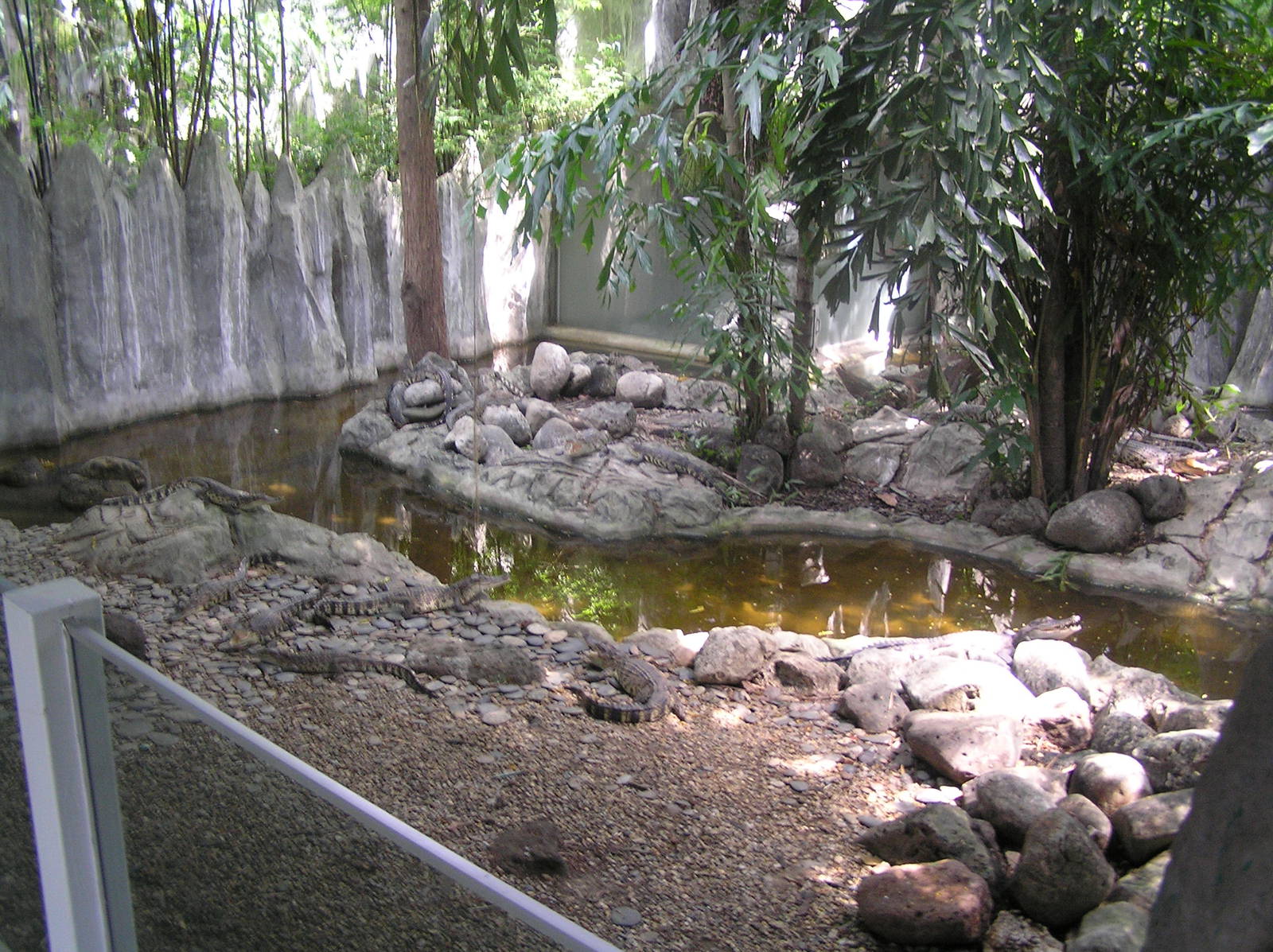 Crocodiles mixed red panda - Safari world - Bangkok