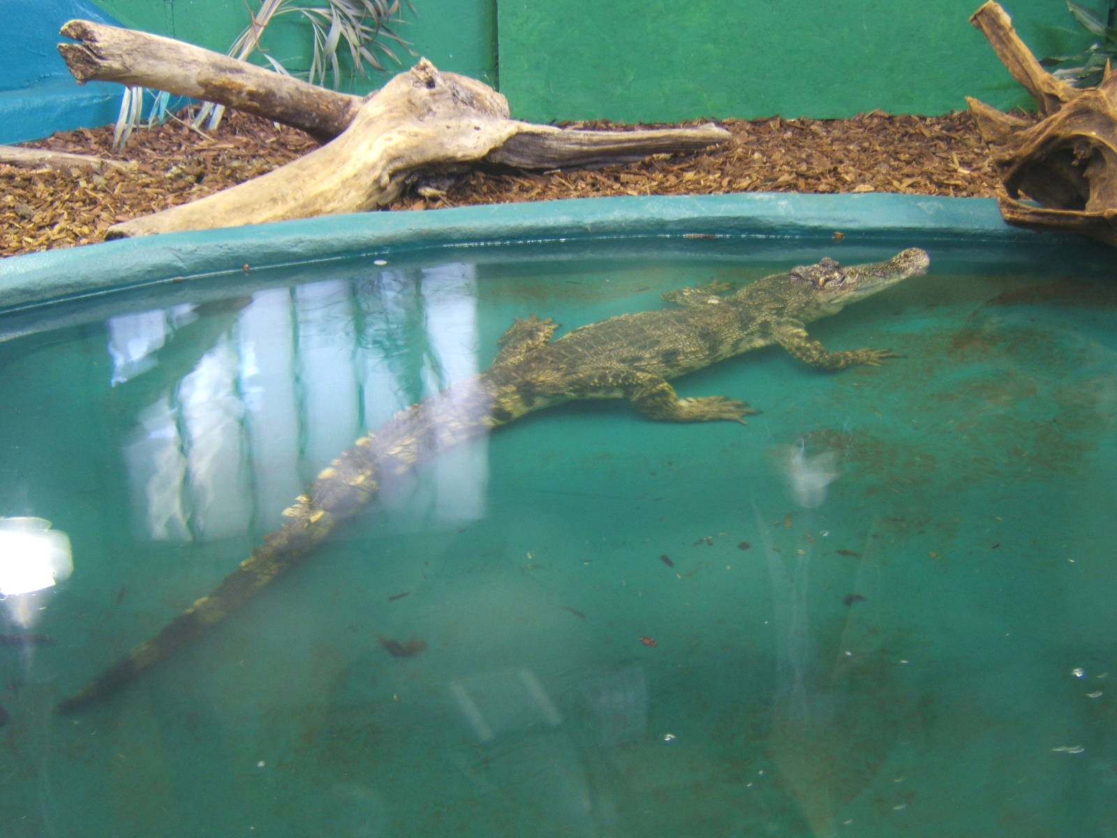 Crocodiles of the World