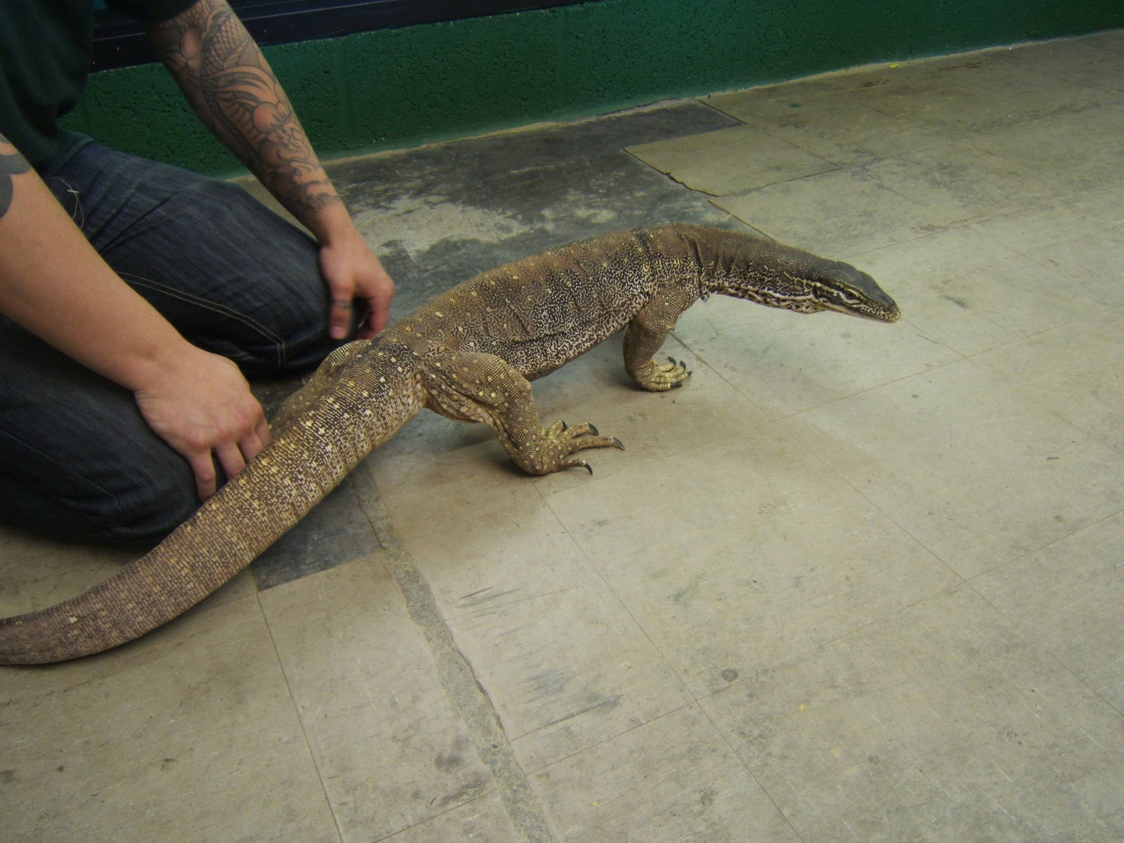 Crocodiles of the World