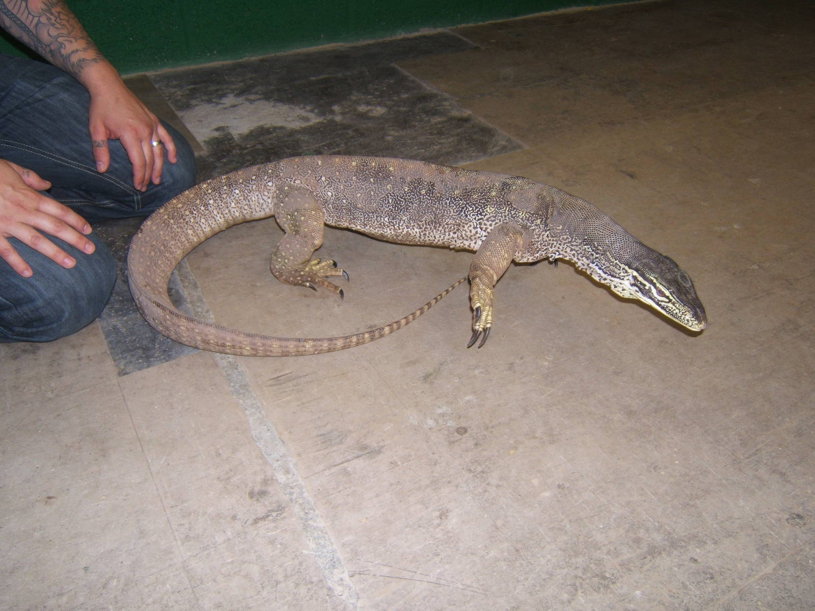 Crocodiles of the World