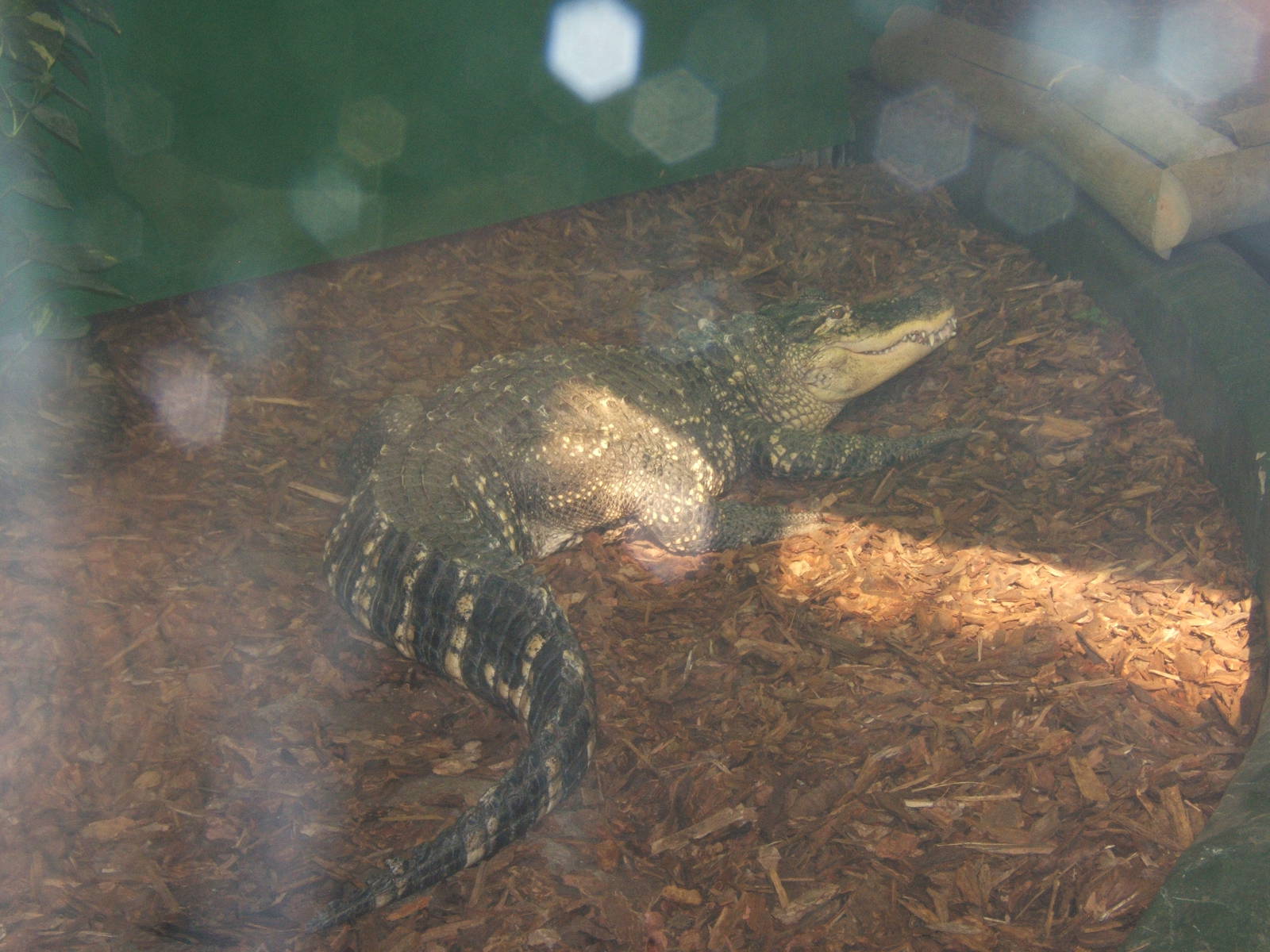 Crocodiles of the World