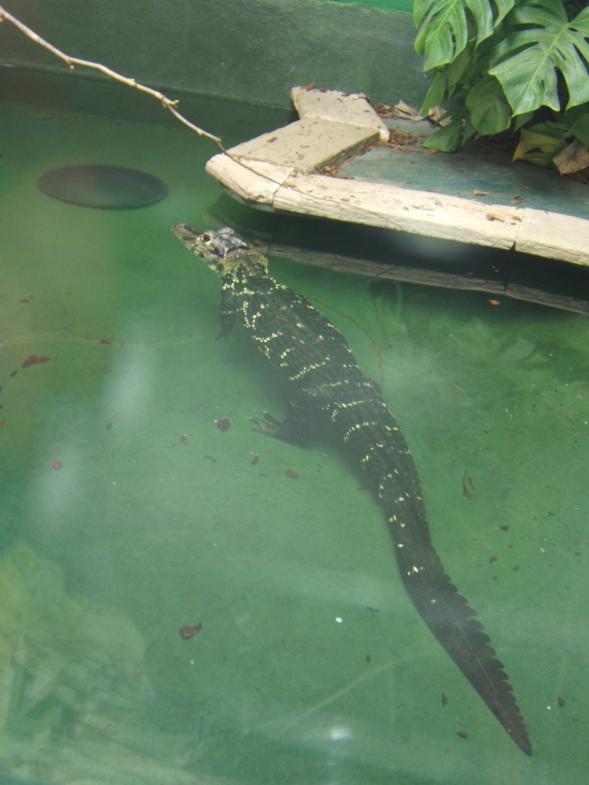 Crocodiles of the World