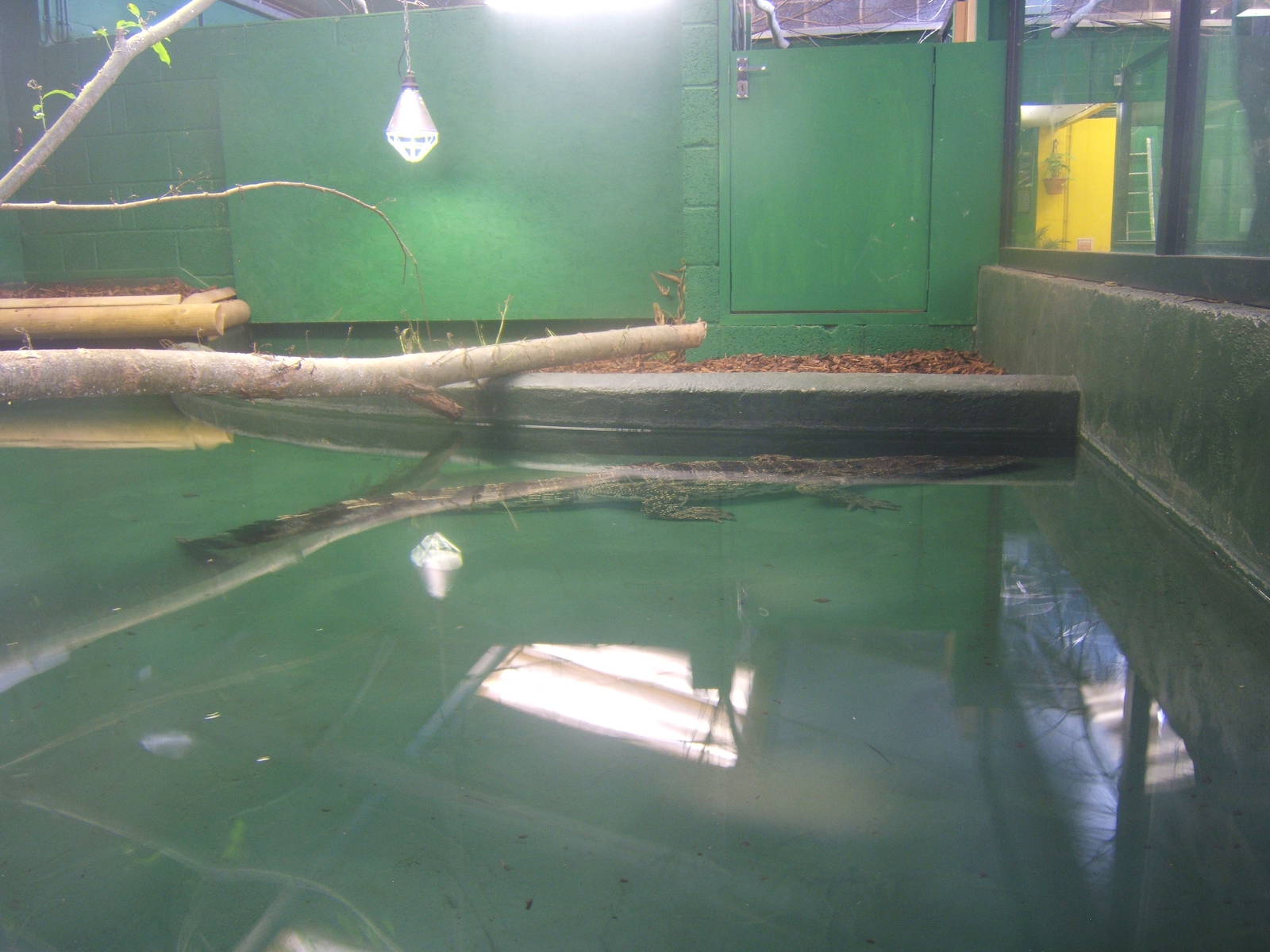 Crocodiles of the World