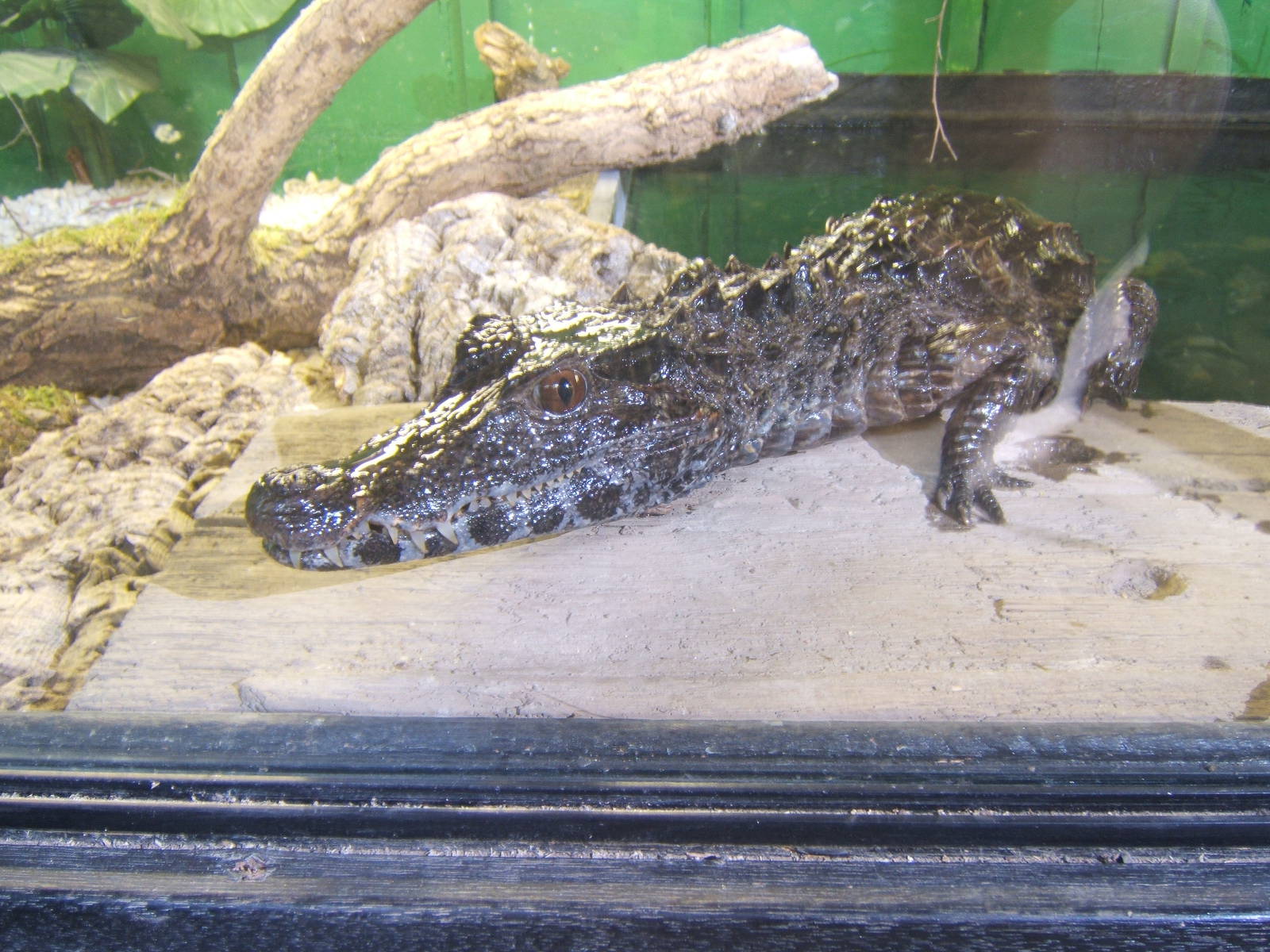 Crocodiles of the World