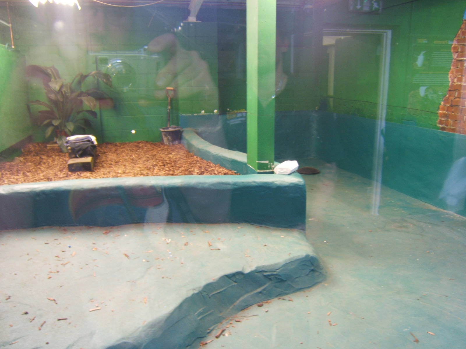 Crocodiles of the World