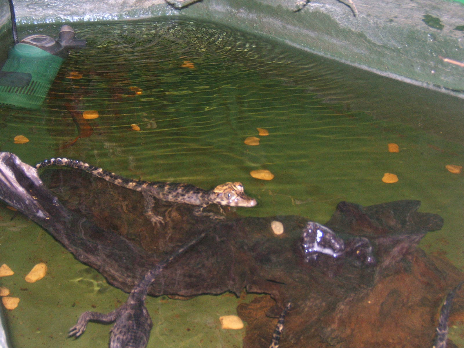 Crocodiles of the World