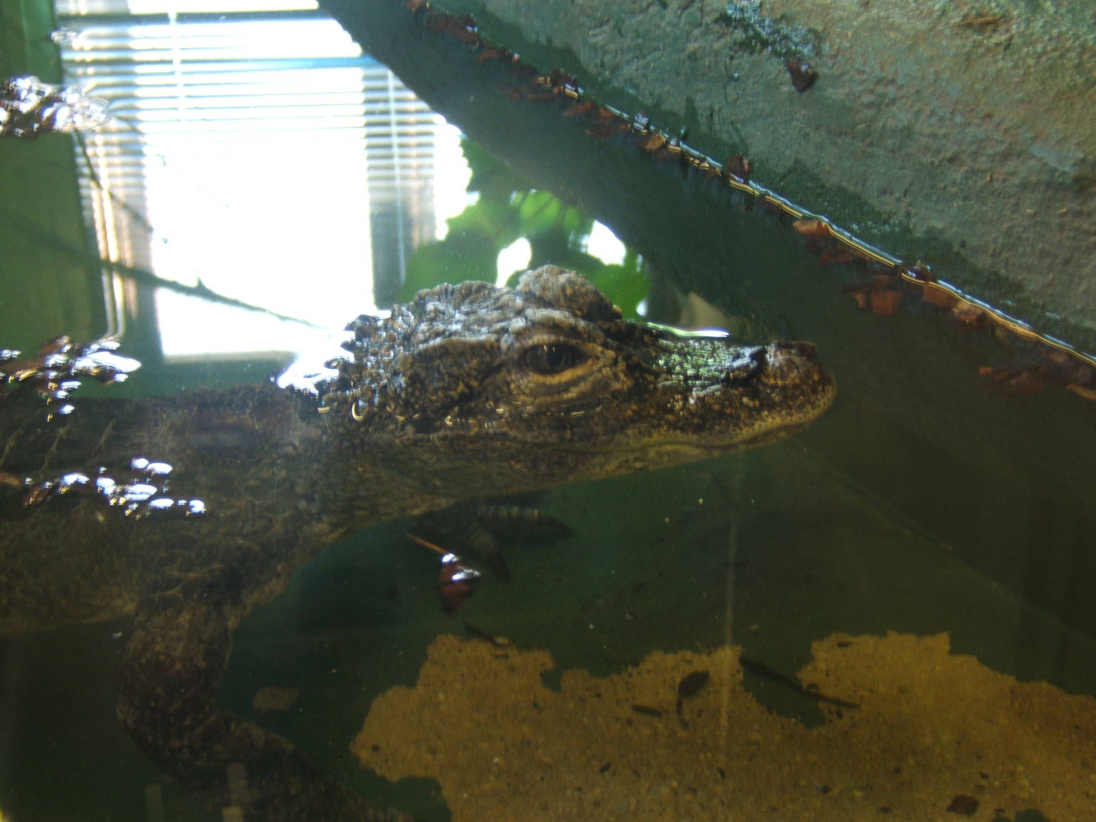 Crocodiles of the World