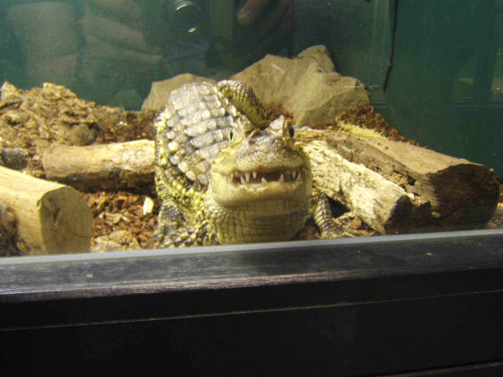 Crocodiles of the World