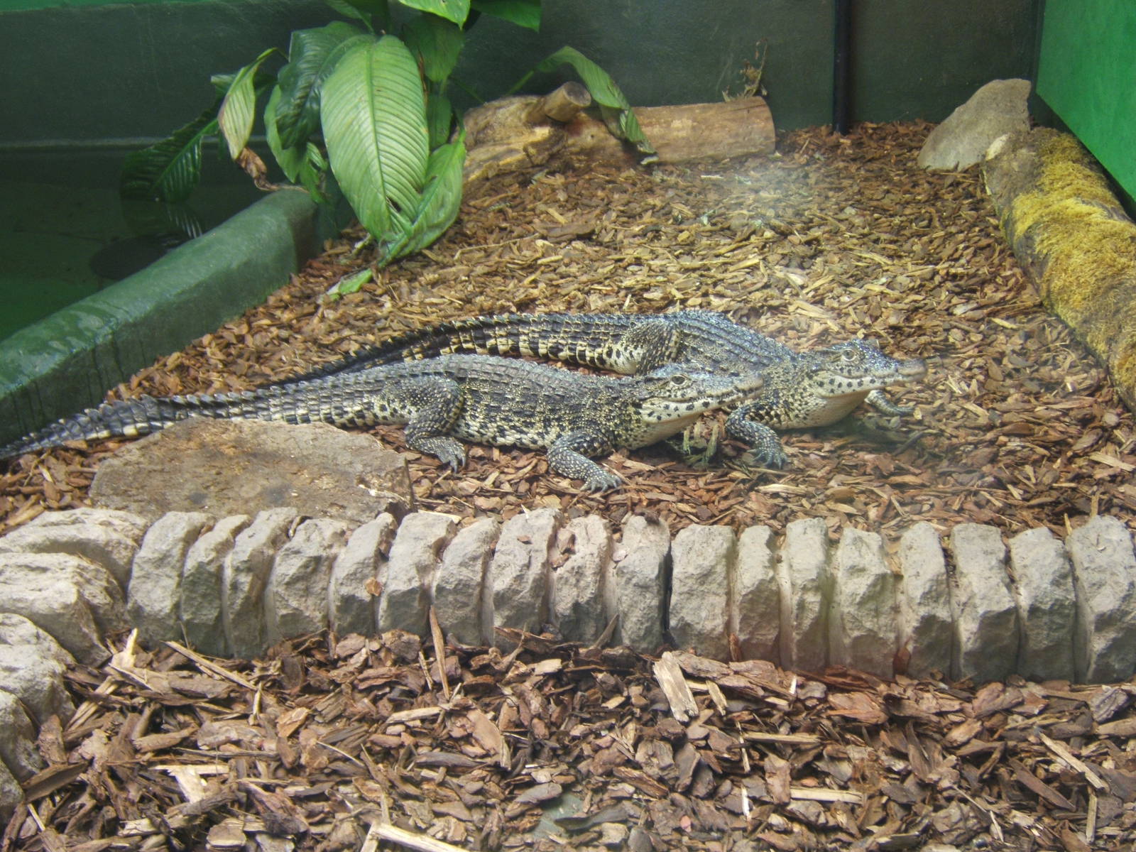 Crocodiles of the World