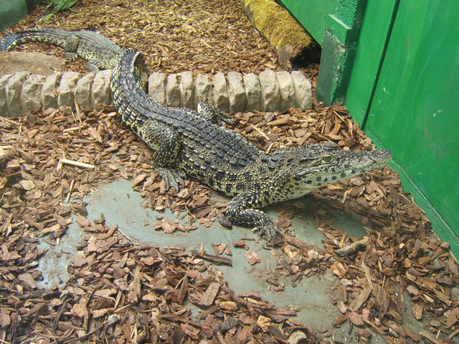 Crocodiles of the World