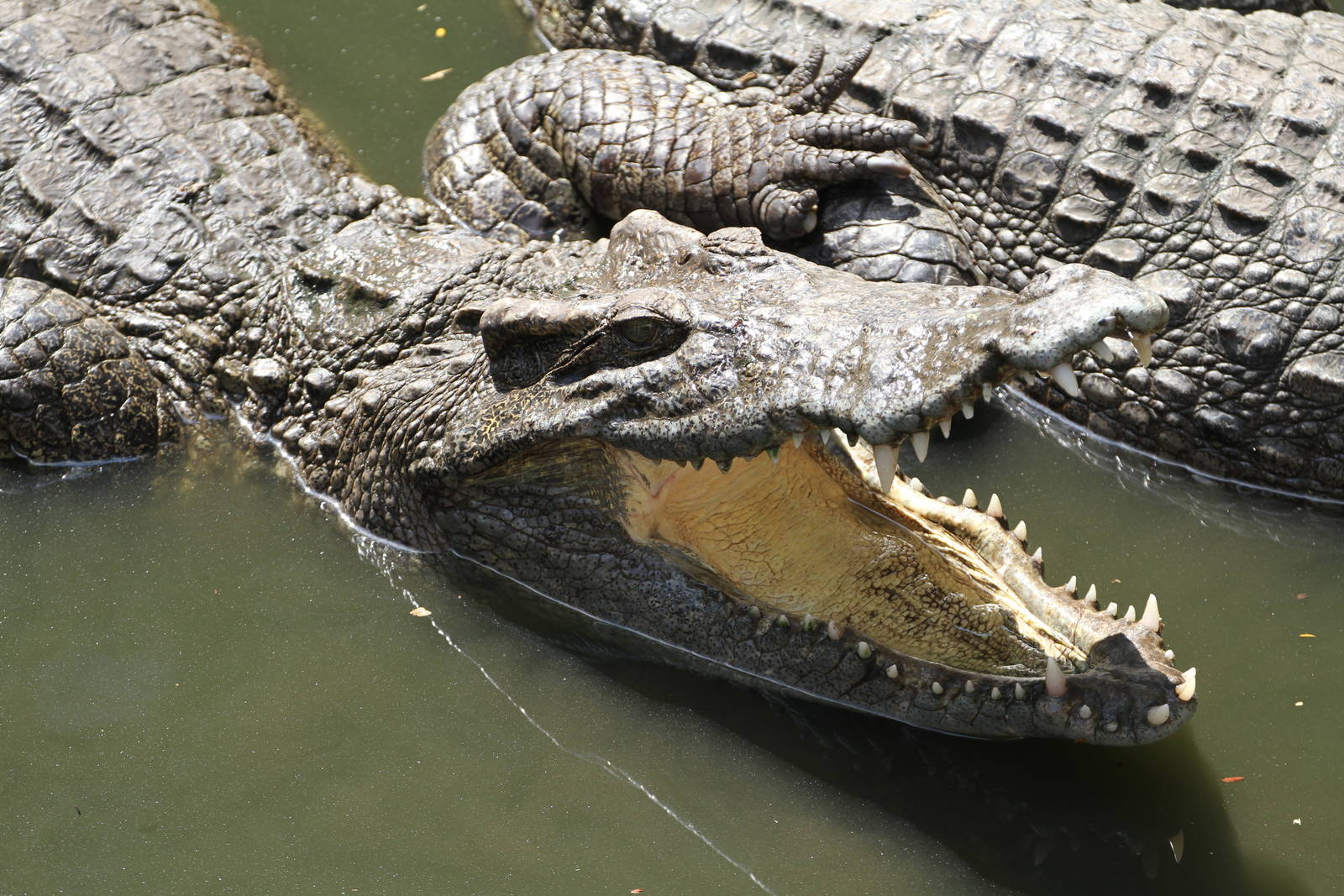 Crocodiles
